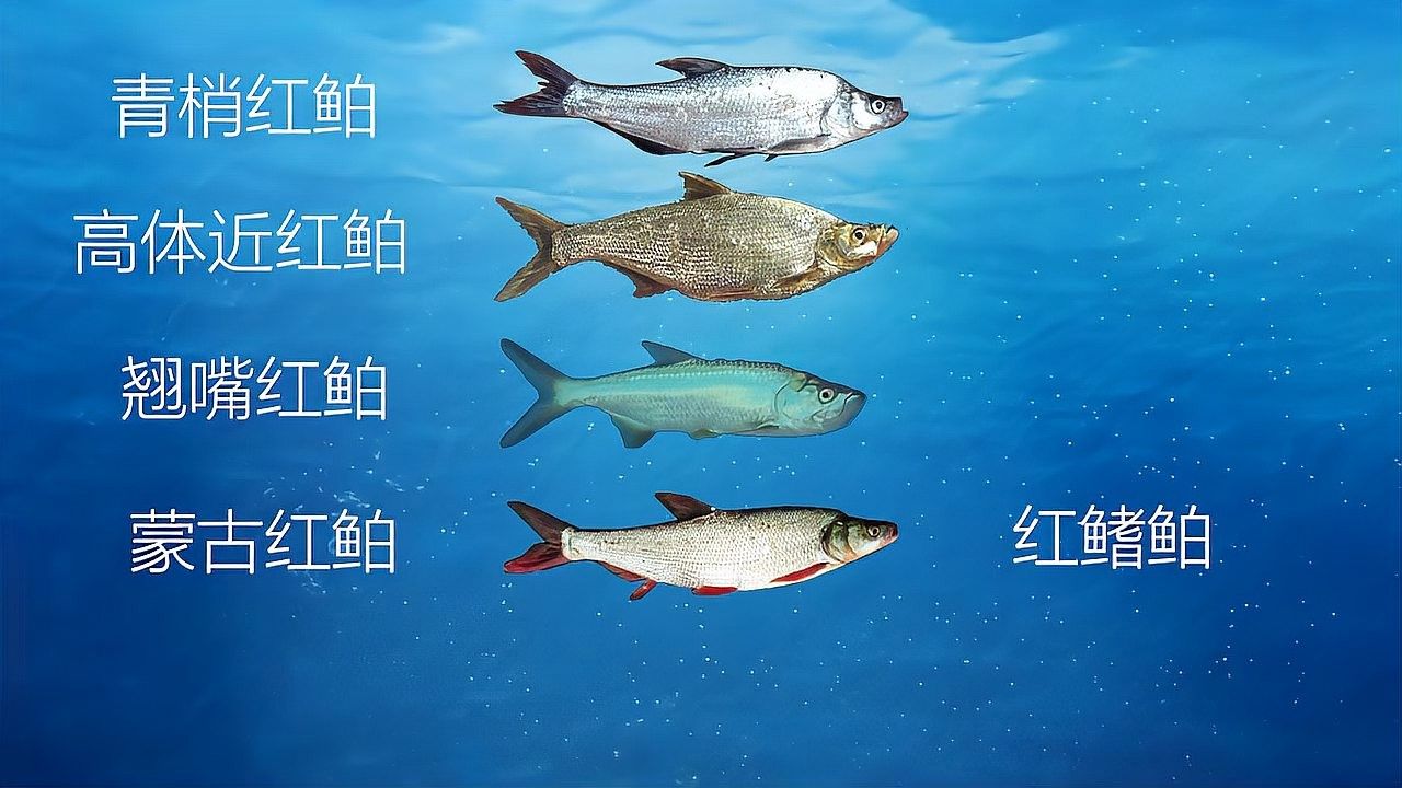 如何判斷翹嘴是否開口？（判斷一個人是否在開口（即是否在說話）可以通過觀察面部表情） 如何判斷翹嘴是否開口？（判斷一個人是否在開口（即是否在說話）可以通過觀察面部表情） 龍魚百科 第2張