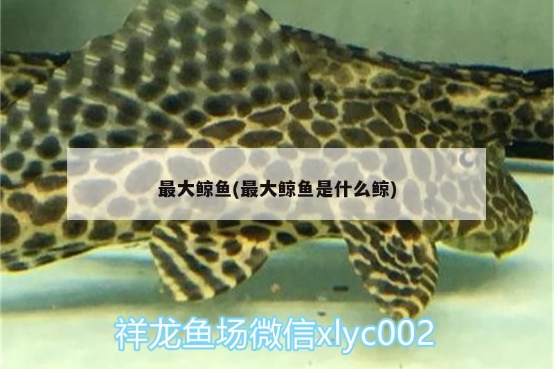 最大鯨魚(最大鯨魚是什么鯨)（世界上已知最大的鯨魚是什么鯨魚）