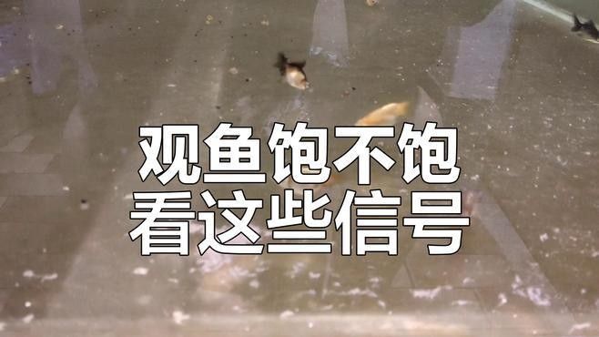 如何判斷魚兒是否吃飽（怎么判斷魚兒是否吃飽）