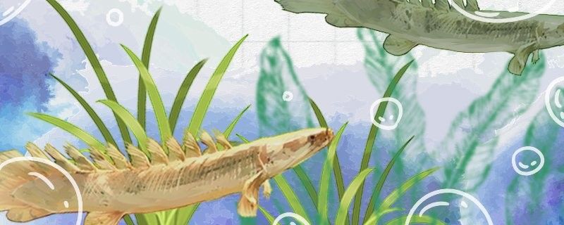 大花恐龍魚能長多大？（大花恐龍魚的飼養方法）
