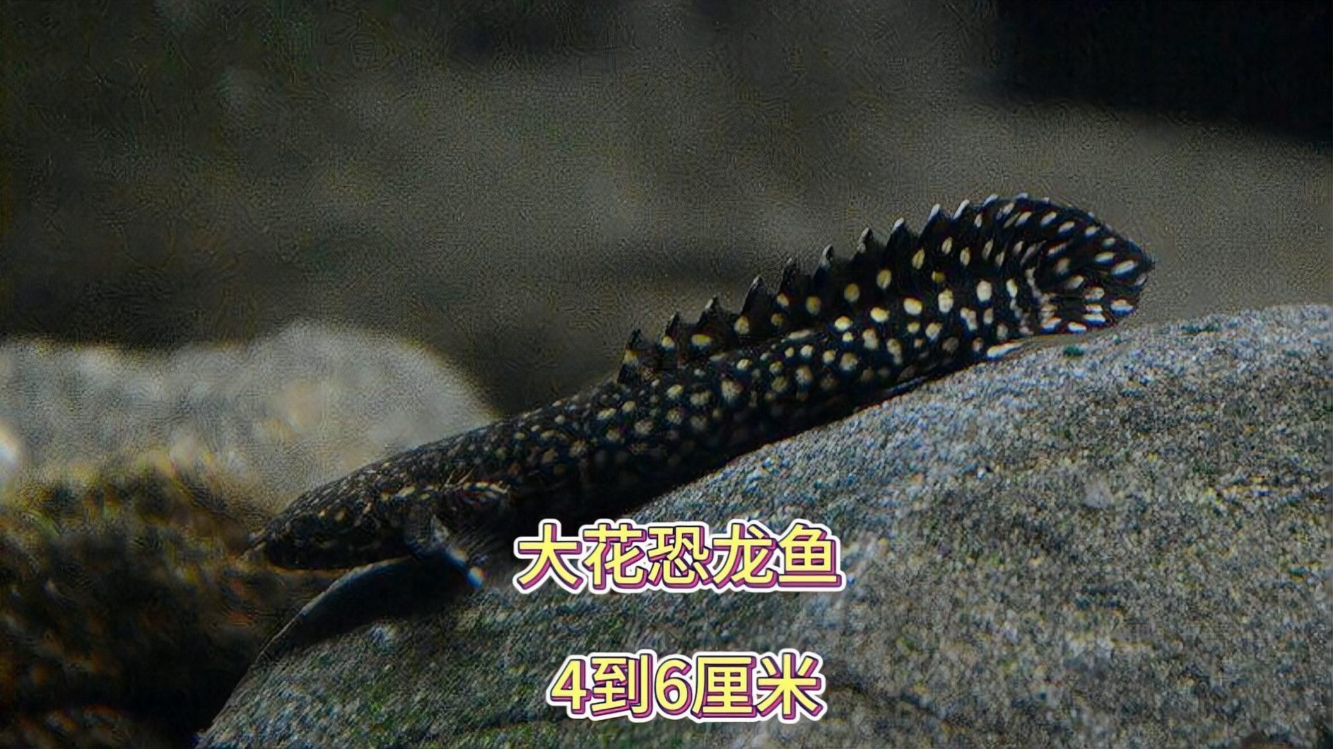 大花恐龍魚能長多大？（大花恐龍魚的飼養(yǎng)方法）