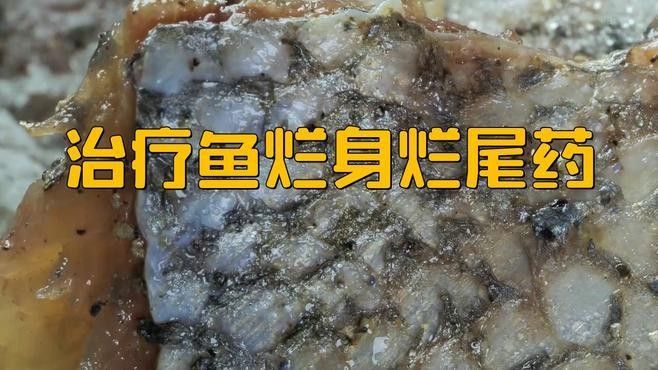 如何預防四角龍魚爛尾病（四角龍魚爛尾病的治療方法）