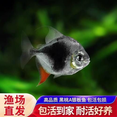黑桃A銀板和粗線銀板有何區別？（如何區分黑桃a銀板和粗線銀板？）