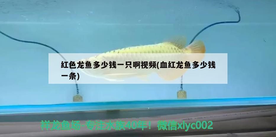 紅色龍魚多少錢一只啊視頻(血紅龍魚多少錢一條)（紅色龍魚多少錢一只啊）