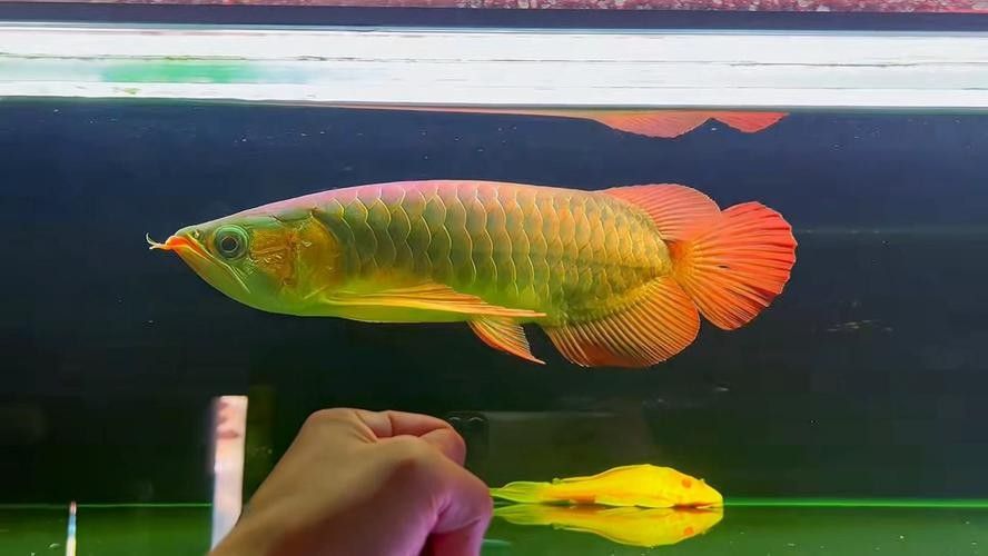 給我一些印尼大湖龍魚的照片（印尼大湖龍魚）