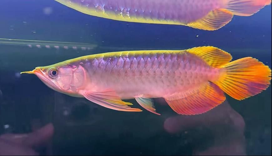 給我一些印尼大湖龍魚的照片（印尼大湖龍魚）