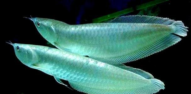 給我幾張銀龍魚的高清圖片（銀龍魚的高清圖片展示）
