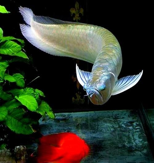 給我幾張銀龍魚的高清圖片（銀龍魚的高清圖片展示）