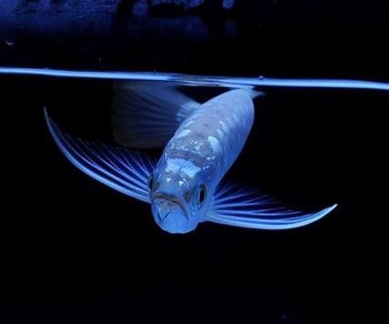給我幾張銀龍魚的高清圖片（銀龍魚的高清圖片展示）