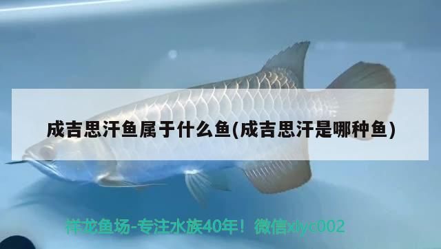 成吉思汗魚(yú)屬于什么魚(yú)(成吉思汗是哪種魚(yú))（成吉思汗魚(yú)屬于什么魚(yú)）