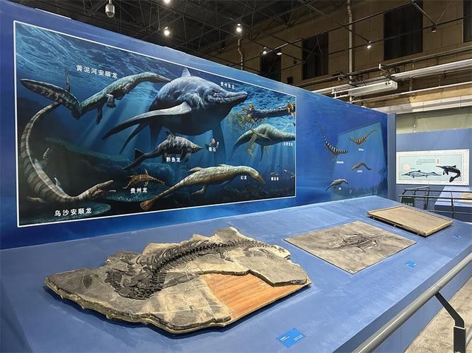 恐龍魚中哪一種最具有收藏價值(哪種恐龍魚最具有收藏價值) 龍魚百科 第1張 恐龍魚中哪一種最具有收藏價值(哪種恐龍魚最具有收藏價值) 恐龍魚中哪一種最具有收藏價值(哪種恐龍魚最具有收藏價值) 龍魚百科 第1張