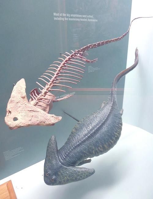 恐龍魚中哪一種最具有收藏價值(哪種恐龍魚最具有收藏價值) 龍魚百科 第3張 恐龍魚中哪一種最具有收藏價值(哪種恐龍魚最具有收藏價值) 恐龍魚中哪一種最具有收藏價值(哪種恐龍魚最具有收藏價值) 龍魚百科 第3張