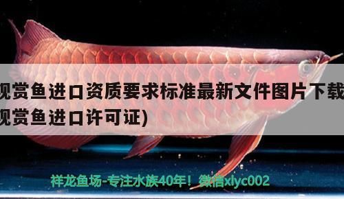 觀賞魚進口資質要求標準最新文件圖片下載(觀賞魚進口許可證)（觀賞魚進口資質要求最新文件圖片下載(觀賞魚進口資質要求）