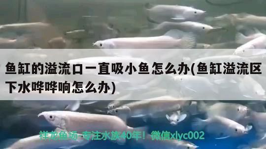 魚缸的溢流口一直吸小魚怎么辦(魚缸溢流區下水嘩嘩響怎么辦)（魚缸溢流口一直吸小魚怎么辦）