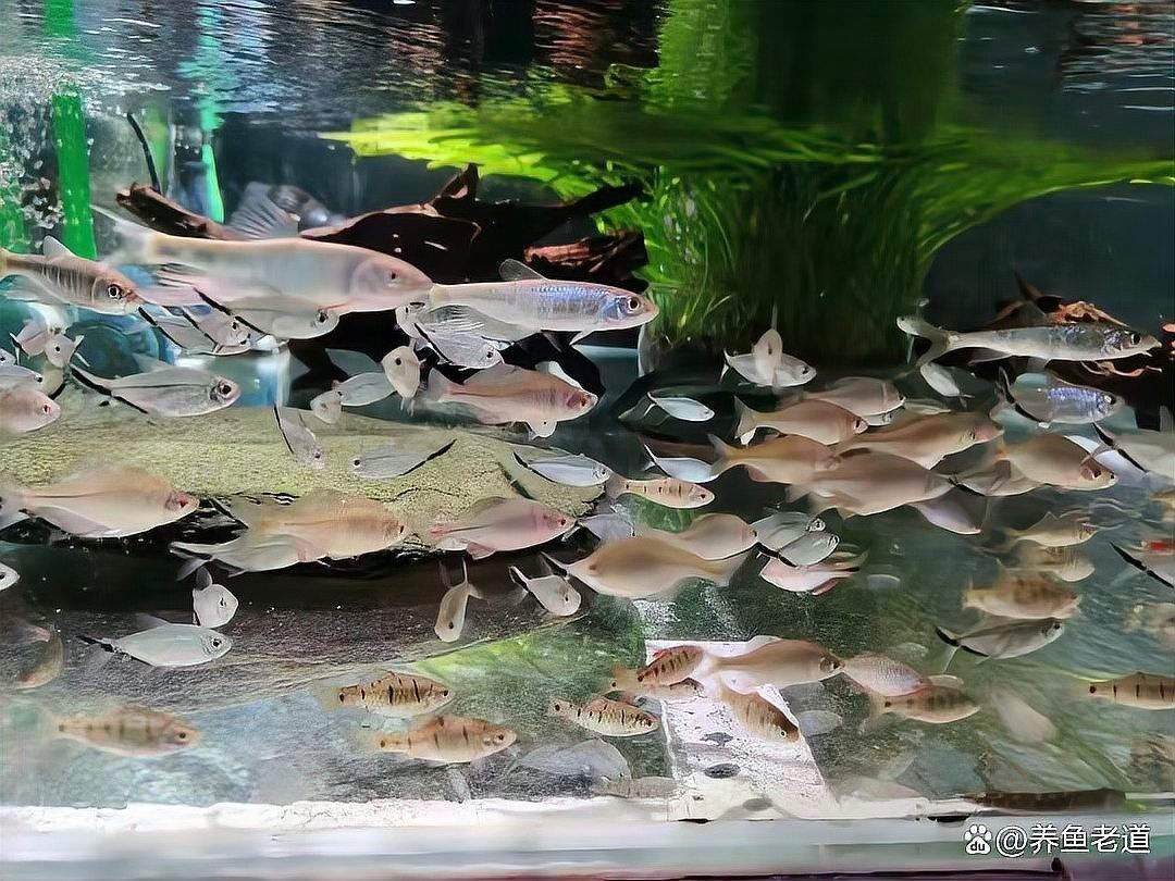 凱龍魚缸跳缸后如何急救？（凱龍魚跳缸后多久可以恢復(fù)正常凱龍魚跳缸后多久可以恢復(fù)正常）