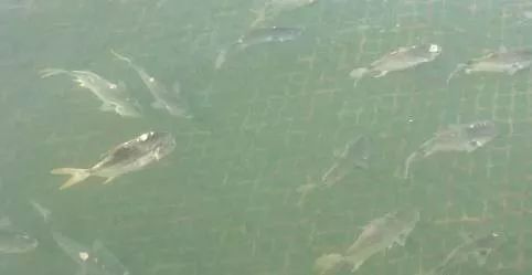 如何預防龍魚的小瓜蟲病（觀賞魚生了白點病(怎么預防小瓜蟲病治療三大方法） 如何預防龍魚的小瓜蟲病（觀賞魚生了白點病(怎么預防小瓜蟲病治療三大方法） 龍魚百科 第6張