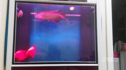 巴西亞魚與其他觀賞魚混養指南（巴西亞魚與其他觀賞魚混養的指南）