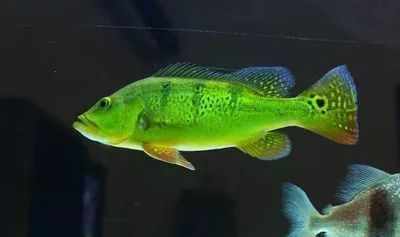 巴西亞魚與其他觀賞魚混養指南（巴西亞魚與其他觀賞魚混養的指南）