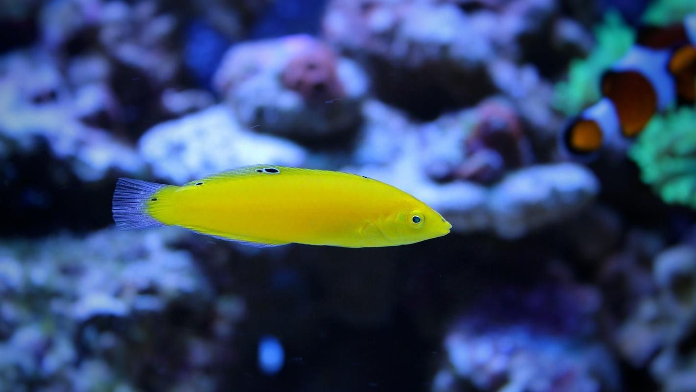 海水黃龍魚能長多大 海水黃龍魚能長多大 龍魚百科 第4張