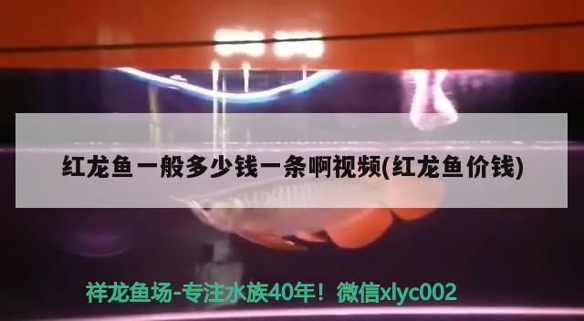 飼料 紅龍魚一般多少錢一條啊視頻(紅龍魚價錢)(紅龍魚一般多少錢一條) 觀賞魚百科 紅龍魚一般多少錢一條啊視頻(紅龍魚價錢)(紅龍魚一般多少錢一條) 紅龍魚一般多少錢一條啊視頻(紅龍魚價錢)(紅龍魚一般多少錢一條) 觀賞魚百科