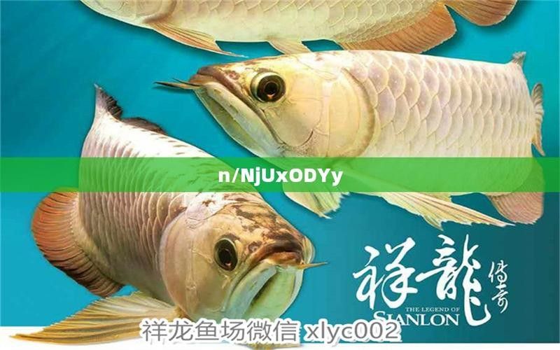 紅龍魚等級劃分圖高清版（龍魚發色出狀態攻略）