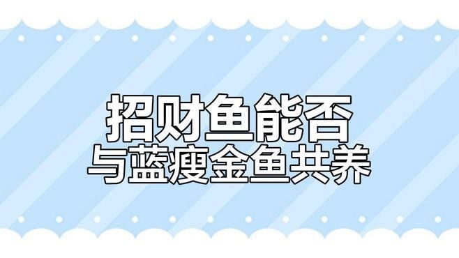 如何選擇適合與招財龍魚混養的魚類