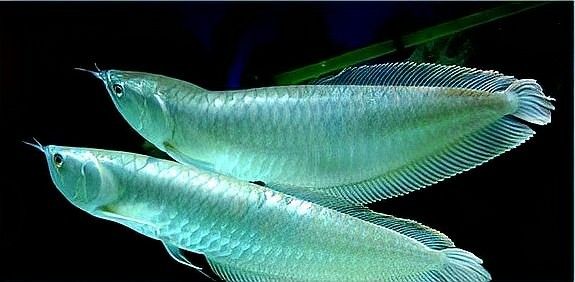 如何選擇適合與招財龍魚混養的魚類