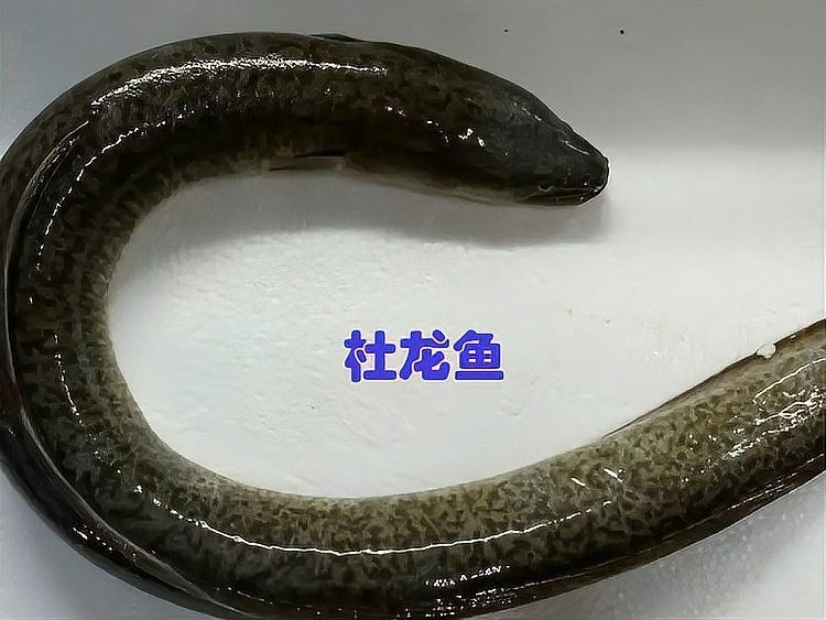 杜龍魚的主要產地在哪里？（杜龍魚的產地特征）
