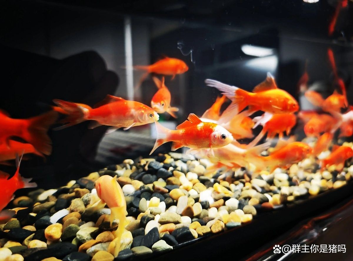 藍(lán)曼龍魚多久換一次水？（曼龍魚多久換一次水）