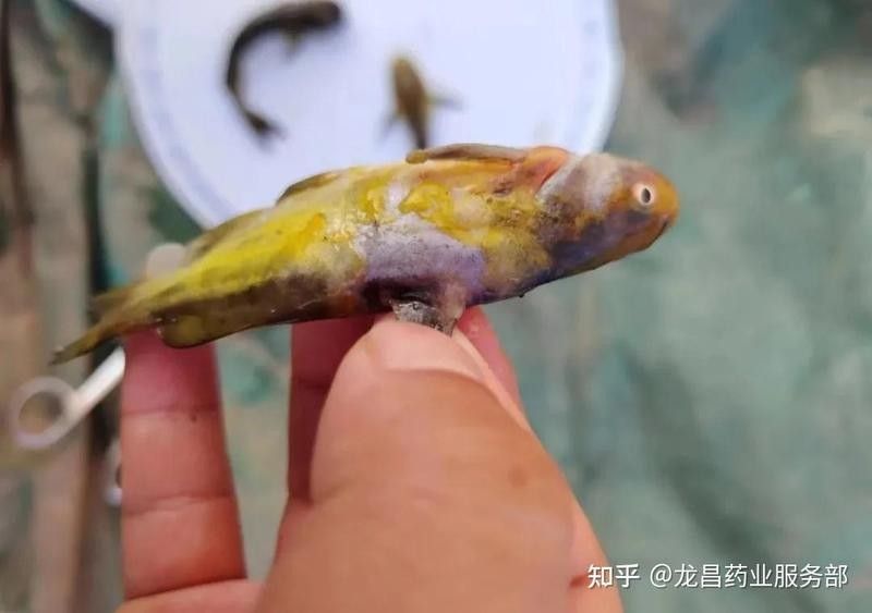 黃曼龍魚眼睛發紅多久會死？（黃曼龍魚眼睛發紅會自愈嗎黃曼龍魚眼睛發紅會自愈嗎）