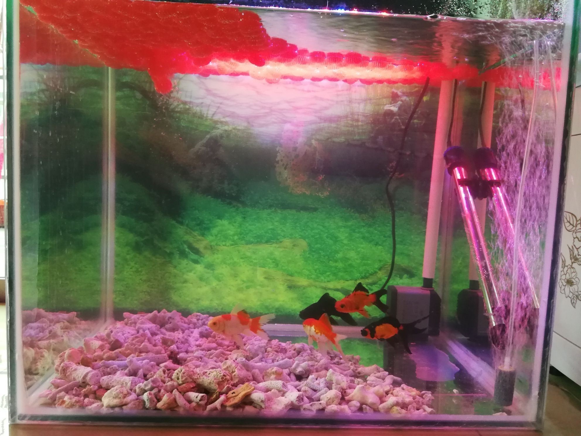 蚌埠觀賞魚市場新開的羅漢缸（蚌埠觀賞魚市場新開的羅漢缸是一家專注于觀賞魚銷售的專業店鋪）