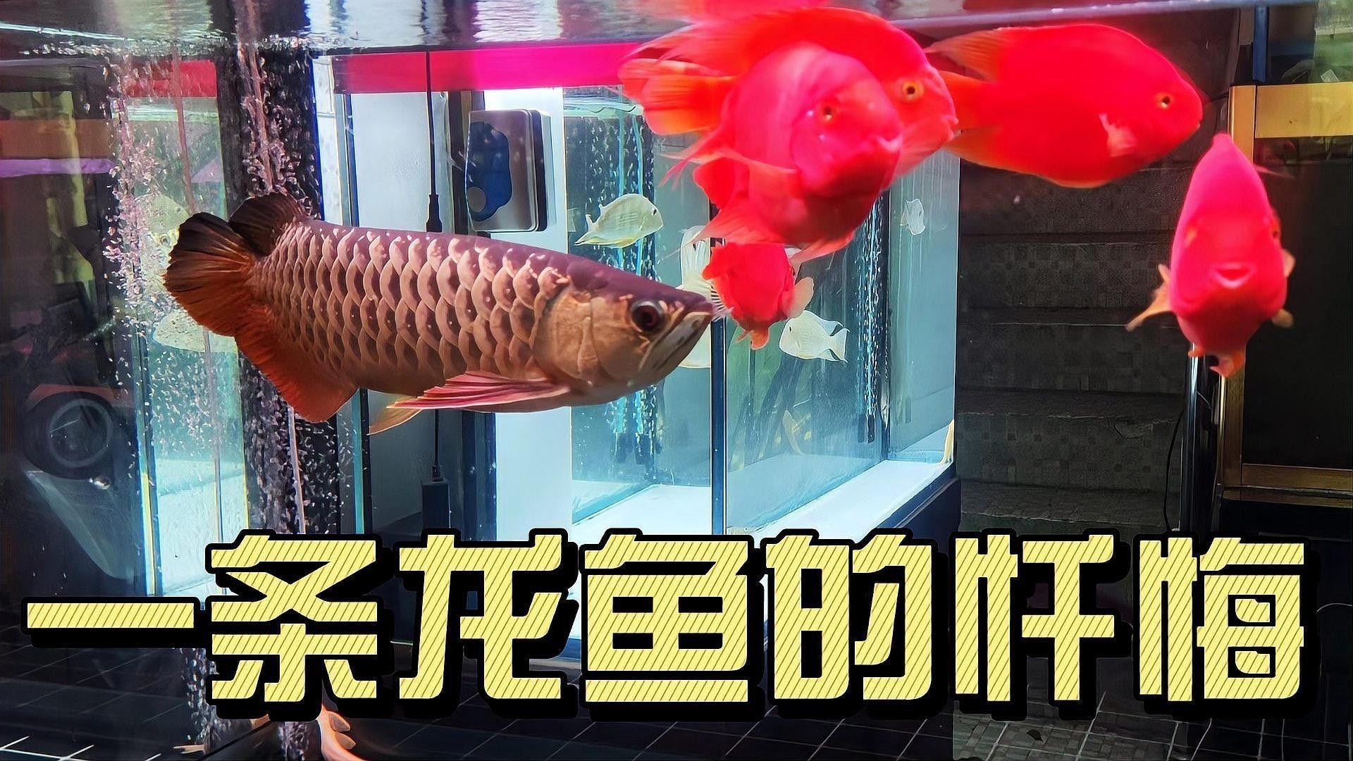 龍魚交叉感染后多久可以合缸（魚交叉感染后多久可以合缸）