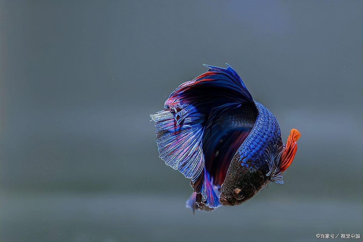 龍魚交叉感染后多久可以合缸（魚交叉感染后多久可以合缸）
