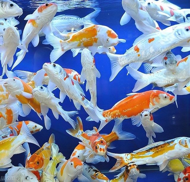哪里可以合法購買六角龍魚？（六角龍魚合法購買商家清單）
