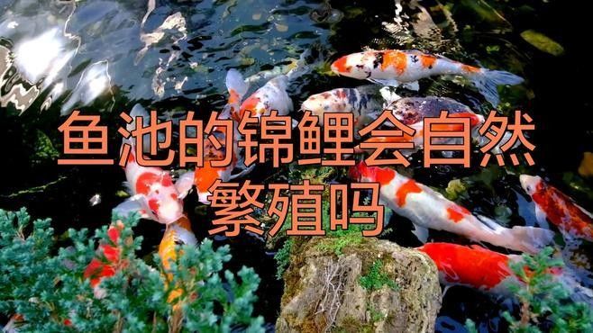 金龍魚和錦鯉的繁殖問題（金龍魚和錦鯉的繁殖問題一直是水族愛好者關注的重點）
