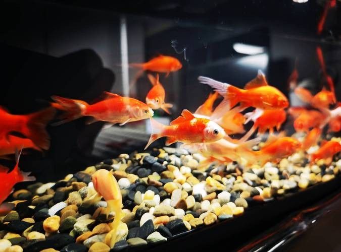 60厘米寬的魚缸可以養哪些種類的龍魚 60厘米寬的魚缸可以養哪些種類的龍魚 龍魚百科 第5張