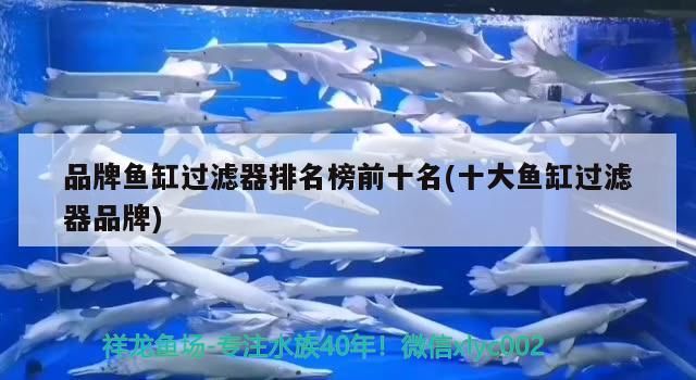 品牌魚缸過濾器排名榜前十名(十大魚缸過濾器品牌)（品牌魚缸過濾器排名榜前十名魚缸過濾器排名前十名） 品牌魚缸過濾器排名榜前十名(十大魚缸過濾器品牌)（品牌魚缸過濾器排名榜前十名魚缸過濾器排名前十名） 觀賞魚百科