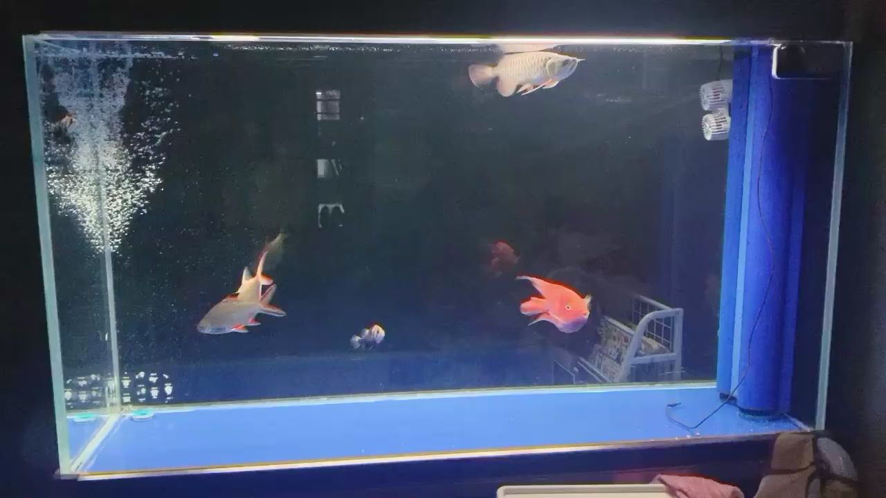 北海水族館雖然掉鱗狀態(tài)依然不錯(cuò)（北海水族館——海洋生物的保護(hù)者）