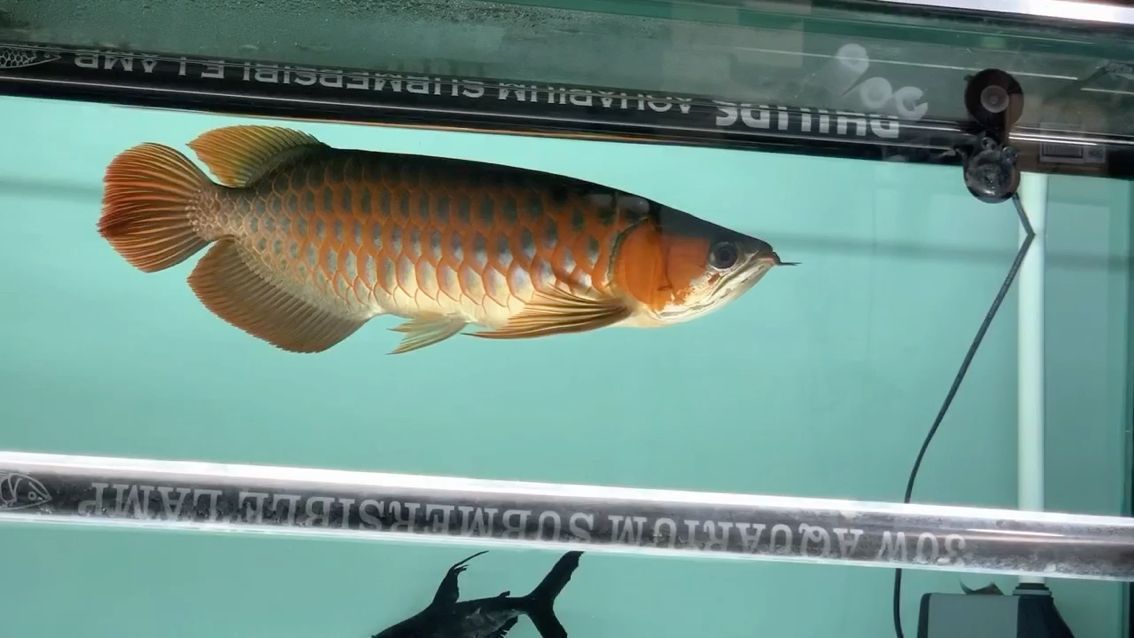 個人喜好#正版的老板魚#（正版的老板魚） 個人喜好#正版的老板魚#（正版的老板魚） 觀賞魚百科 第1張