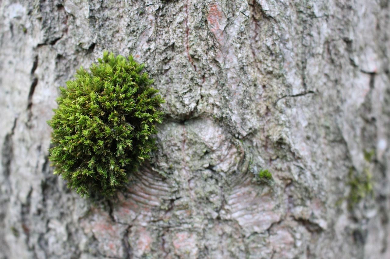 魚缸里長綠苔需要清理嗎（魚缸里面長綠苔有什么壞處）（魚缸里長綠苔需要清理嗎）