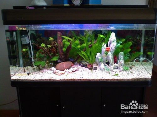 魚缸用增氧泵價格是多少:魚缸增氧機-xtrac增氧機-xtrac增氧機 金龍魚到底是哪個國家的(金龍魚到底是哪個國家的品牌) 觀賞魚百科 金龍魚到底是哪個國家的(金龍魚到底是哪個國家的品牌) 金龍魚到底是哪個國家的(金龍魚到底是哪個國家的品牌) 觀賞魚百科