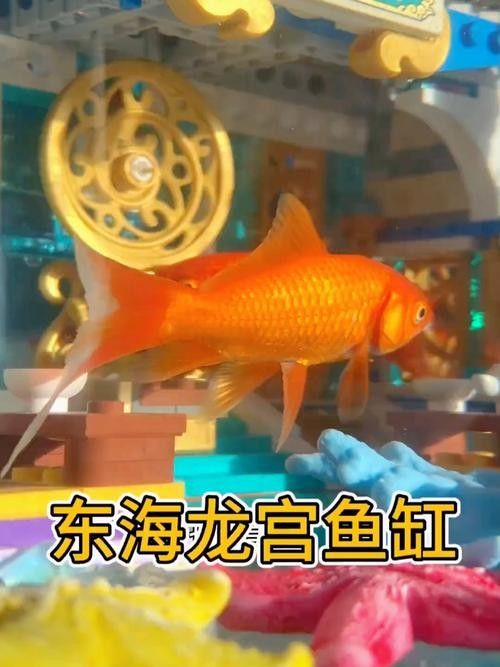 給我一些東海龍宮御龍魚缸的圖片 給我一些東海龍宮御龍魚缸的圖片 龍魚百科 第7張