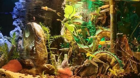 給我一些東海龍宮御龍魚缸的圖片 給我一些東海龍宮御龍魚缸的圖片 龍魚百科 第14張