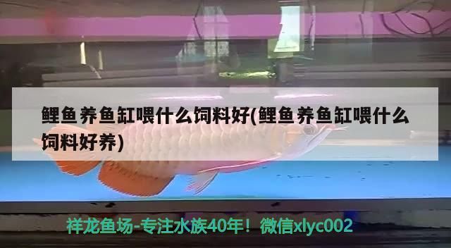 鯉魚養魚缸喂什么飼料好(鯉魚養魚缸喂什么飼料好養)