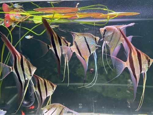 彩蝶埃及缸適合養(yǎng)哪些魚？