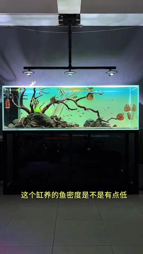 彩蝶埃及缸適合養(yǎng)哪些魚？