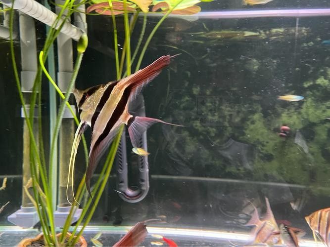 彩蝶埃及缸適合養(yǎng)哪些魚？