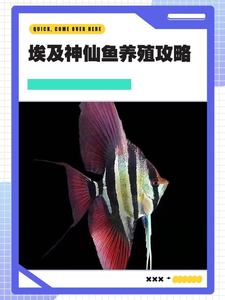 彩蝶埃及缸適合養(yǎng)哪些魚？