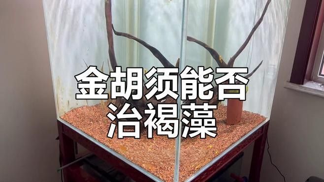 彩蝶埃及缸適合養(yǎng)哪些魚？