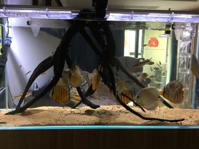 彩蝶埃及缸適合養(yǎng)哪些魚？
